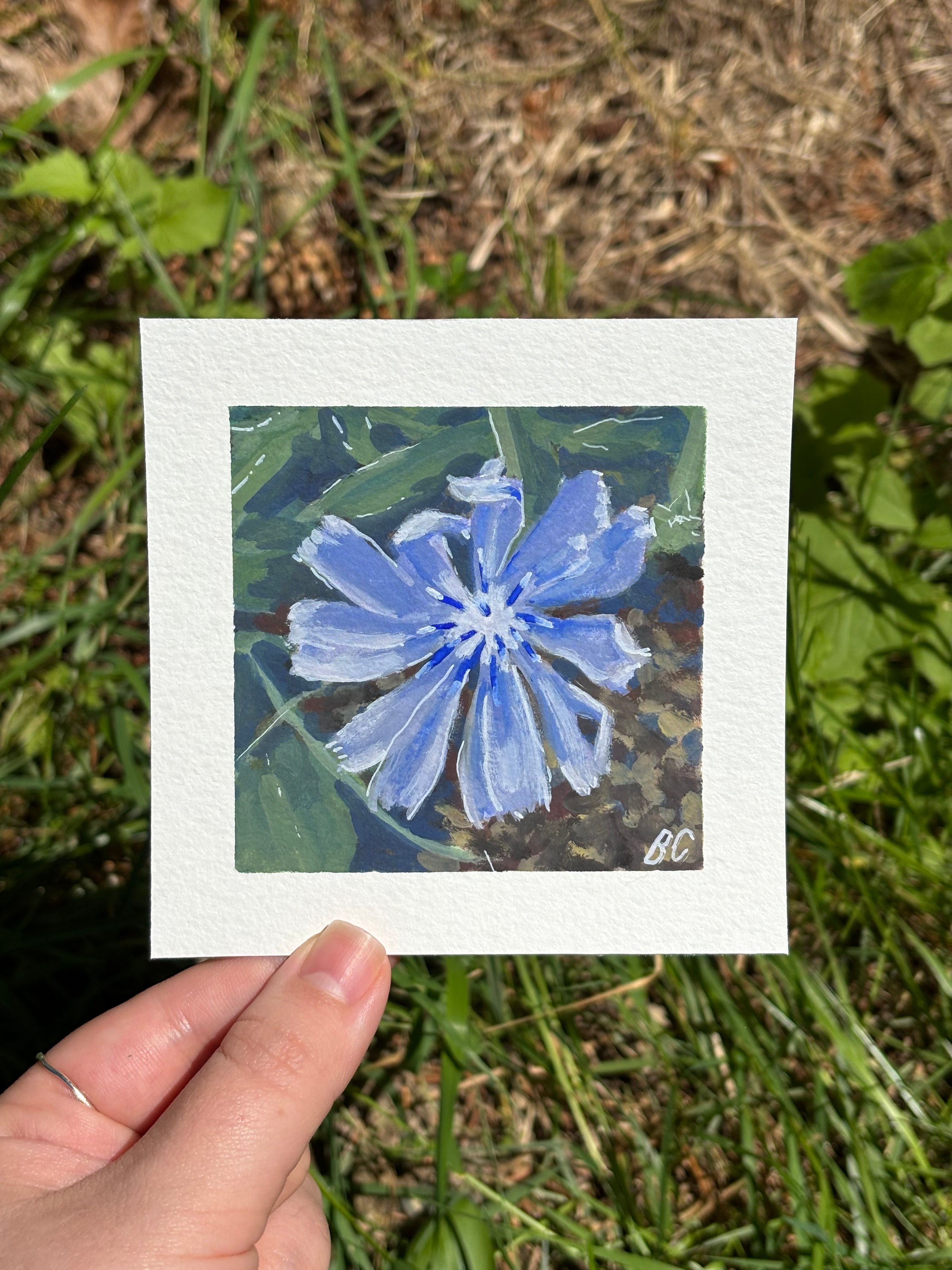Morning Chicory 4x4 Gouache Original Painting