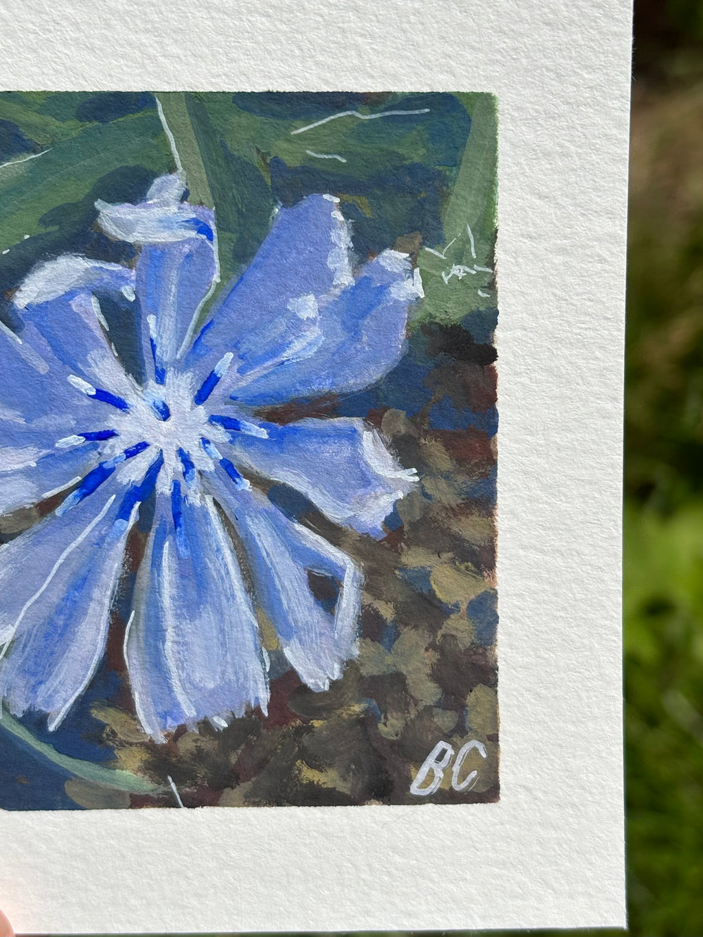 Morning Chicory 4x4 Gouache Original Painting