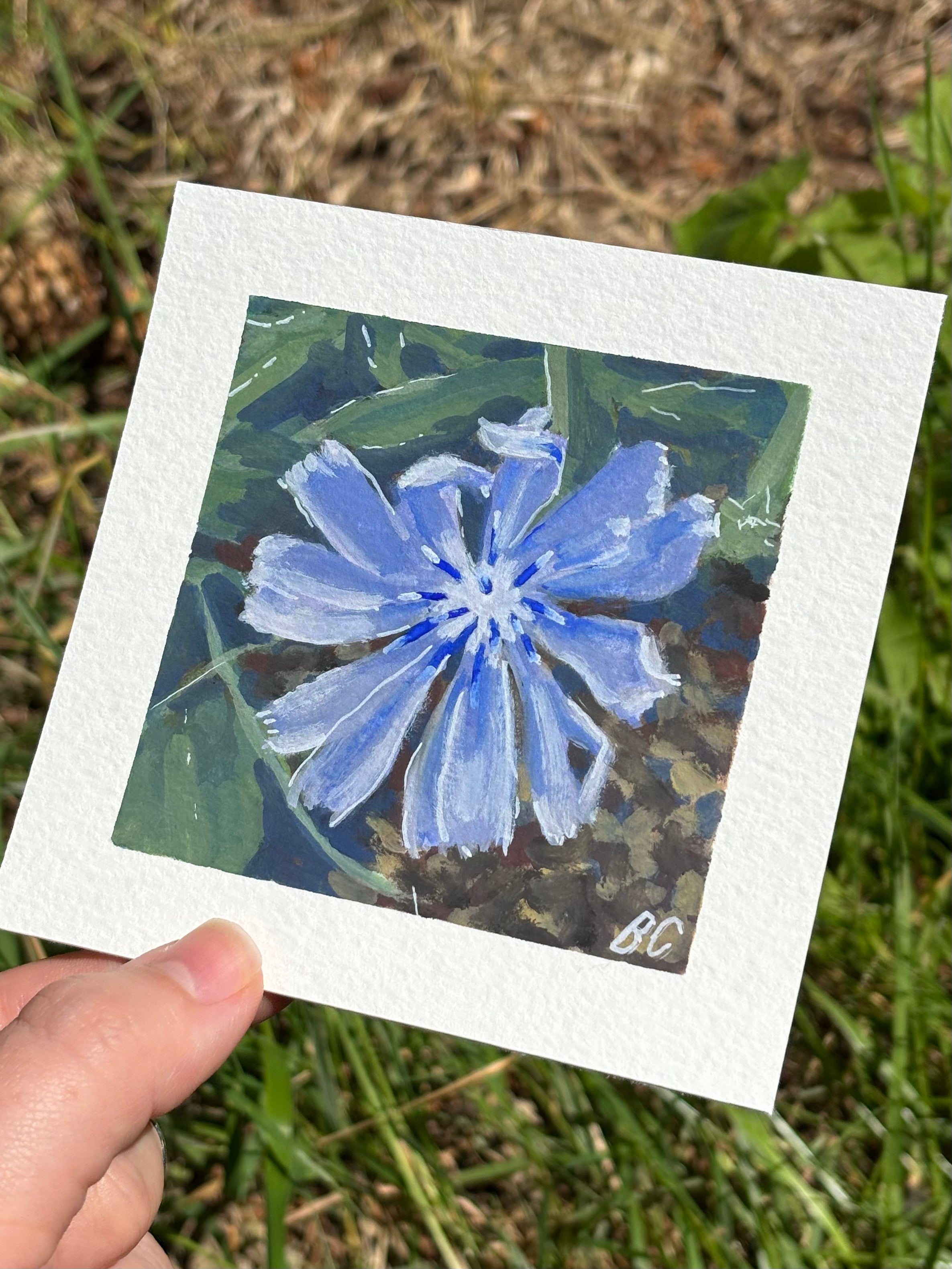 Morning Chicory 4x4 Gouache Original Painting
